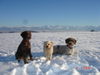 Lagotto Romagnolo Foto: Stella,Lara,Eny amici per sempre (ID 28126) Lagotto Romagnolo Hund