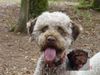 Lagotto Romagnolo Foto: Mora (ID 24408) Lagotto Romagnolo Hund