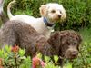 Lagotto Romagnolo Foto: Alpenrosen (ID 24441) Lagotto Romagnolo Hund