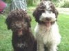Lagotto Romagnolo Foto: Aica und Aloha (ID 4666) Lagotto Romagnolo Hund