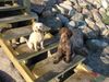 Lagotto Romagnolo Foto: Eny amici per sempre mit Zwergpudel Lara (ID 24915) Lagotto Romagnolo Hund