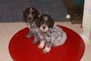 Lagotto Romagnolo Foto: Vanunjo Kleo und Vittorio Kleo of Golden Comfort 10 Wochen. (ID 28591) Lagotto Romagnolo Hund