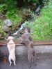 Lagotto Romagnolo Foto: wo sind die Waschbären (ID 24914) Lagotto Romagnolo Hund