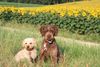 Lagotto Romagnolo Foto: Sonnenblumen (ID 33012) Lagotto Romagnolo Hund