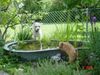 Lagotto Romagnolo Foto: Lagotto und Zwergpudel (ID 19526) Lagotto Romagnolo Hund