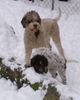 Lagotto Romagnolo Foto: Romea Emilia und Tessa Emilia (ID 30848) Lagotto Romagnolo Hund