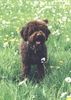 Lagotto Romagnolo Foto: Aysha v.Richcastle (ID 3413) Lagotto Romagnolo Hund