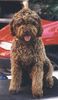 Lagotto Romagnolo Foto: Balu v. Richcastle (ID 3409) Lagotto Romagnolo Hund