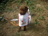 Lagotto Romagnolo Foto: Benjo am Plauschparcours (ID 24422) Lagotto Romagnolo Hund