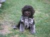 Lagotto Romagnolo Foto: Caruso v.d.Schnüffelnase (ID 33007) Lagotto Romagnolo Hund