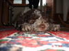 Lagotto Romagnolo Foto: müde von der langen Reise (ID 24927) Lagotto Romagnolo Hund