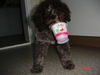 Lagotto Romagnolo Foto: mmh, so werde ich gross (ID 24926) Lagotto Romagnolo Hund