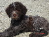 Lagotto Romagnolo Foto: Eny amici per sempre sünnele (ID 24928) Lagotto Romagnolo Hund