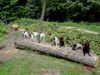 Lagotto Romagnolo Foto: Lagotto-Freunde Treffen (ID 19321) Lagotto Romagnolo Hund