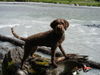 Lagotto Romagnolo Foto: Eny amici per sempre Gasterental (ID 32632) Lagotto Romagnolo Hund