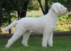 Lagotto Romagnolo Foto: Lagottozucht (ID 16516) Lagotto Romagnolo Hund