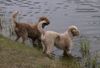 Lagotto Romagnolo Hund