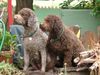 Lagotto Romagnolo Foto: Aysha v. Richcastle und Eyra del Amore a prima Vista (ID 3408) Lagotto Romagnolo Hund