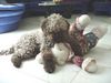 Lagotto Romagnolo Foto: Zaira mit Teddy (ID 4665) Lagotto Romagnolo Hund