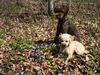 Lagotto Romagnolo Foto: Eny amici per sempre und Lara:Frühling (ID 31073) Lagotto Romagnolo Hund