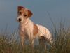 Lagotto Romagnolo Foto: Spreadbrooks Parson Russell Terrier (ID 28007) Lagotto Romagnolo Hund