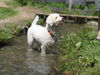 Lagotto Romagnolo Foto: Abkühlung (ID 33347) Lagotto Romagnolo Hund