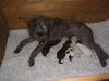 Lagotto Romagnolo Foto: Lilla da Tartòfla mit ihren 1 Tag alten Welpen, geb. 8. Mai 03 (ID 3586) Lagotto Romagnolo Hund