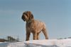 Lagotto Romagnolo Foto: Grimo v. Richcastle (ID 19331) Lagotto Romagnolo Hund