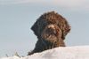 Lagotto Romagnolo Foto: Aysha v. Richcastle, bald 10 Jahre alt und noch immer voll fit (ID 19333) Lagotto Romagnolo Hund