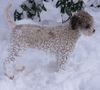 Lagotto Romagnolo Foto: Romea Emilia of Golden Comfort im Schnee. (ID 30849) Lagotto Romagnolo Hund