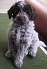 Lagotto Romagnolo Foto: Kiara Emilia of Golden Comfort mit 10 Wochen. (ID 3328) Lagotto Romagnolo Hund