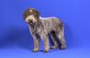 Lagotto Romagnolo Foto: Dibah von der Pulvermacherei (ID 21595) Lagotto Romagnolo Hund