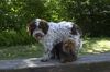 Lagotto Romagnolo Foto: Dibah von der Pulvermacherei & Yorki (ID 21594) Lagotto Romagnolo Hund