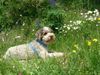 Lagotto Romagnolo Foto: Das ist Mistral, er ist ein toller Lagotto. Freundlich zu allen Menschen aber auch immer etwas vorsichtig. Er begleitet uns auf allen Reisen. (ID 5028) Lagotto Romagnolo Hund