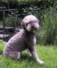Lagotto Romagnolo Foto: Cry Out Cagliostro Zuchtrüde in der seltenen Farbe Marrone focato(Tan) (ID 4231) Lagotto Romagnolo Hund