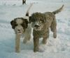Lagotto Romagnolo Foto: Nöggi und Alisha (ID 19322) Lagotto Romagnolo Hund