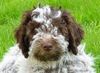 Lagotto Romagnolo Foto: del Amore a prima Vista (ID 3411) Lagotto Romagnolo Hund
