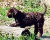 Lagotto Romagnolo Foto: Noch ein Welpe *Sergio Emilio of Golden Comfort*. Farbe: Marrone (ID 3322) Lagotto Romagnolo Hund