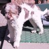 Lagotto Romagnolo Foto: Silas Emilio of Golden Comfort. Zuchtrüde in der Farbe Bianco-marrone-focato(weiss-braun-tan). (ID 3320) Lagotto Romagnolo Hund