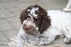 Lagotto Romagnolo Foto: 9 Wochen junge Sina campo del Lago (ID 32633) Lagotto Romagnolo Hund