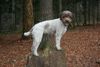 Lagotto Romagnolo Hund