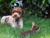 Lagotto Romagnolo Foto: Stella mit Häschen (ID 19320) Lagotto Romagnolo Hund