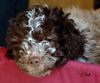 Lagotto Romagnolo Foto: Unser neuer Rüde Cry out Valentino. Roano Marrone. (ID 3327) Lagotto Romagnolo Hund