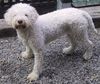 Lagotto Romagnolo Foto: Lagotto Hündin *Estella del Monte della Dea* von Fam. Tlach aus der Schweiz. (ID 3317) Lagotto Romagnolo Hund