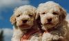 Lagotto Romagnolo Foto: Ercole und Estella als Welpen von Familie Tlach-Egger aus der Schweiz. Farbe: Bianco-Arangio (ID 3326) Lagotto Romagnolo Hund