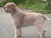 Lagotto Romagnolo Foto: Lagotto Gino vom Richcastle (ID 7163) Lagotto Romagnolo Hund