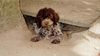 Lagotto Romagnolo Foto: Amici per Sempre Welpe (ID 3414) Lagotto Romagnolo Hund