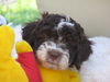 Lagotto Romagnolo Foto: Avanti del Vivaio (ID 24444) Lagotto Romagnolo Hund