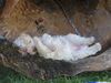 Lagotto Romagnolo Foto: Avita del Vivaio beim Mittagsschläfchen (ID 24445) Lagotto Romagnolo Hund