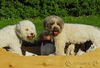 Lagotto Romagnolo Foto: Lagotti aus dem Zwinger Comes Cordis (ID 34733) Lagotto Romagnolo Hund